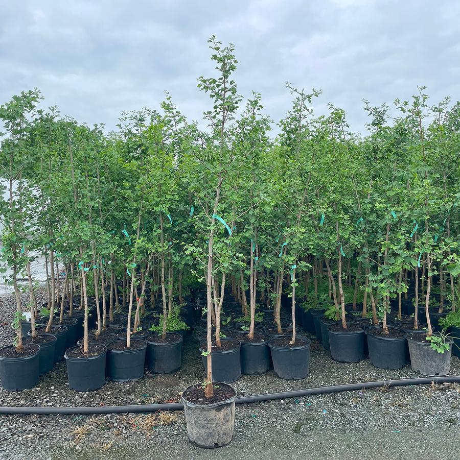 Ginkgo biloba 