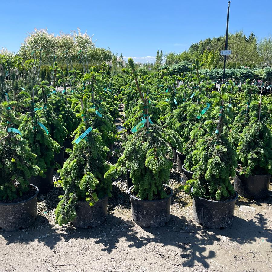 Picea abies Pendula