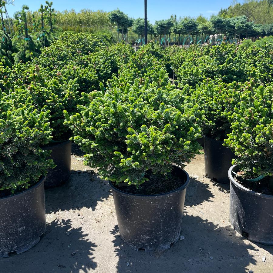Picea omorika Nana