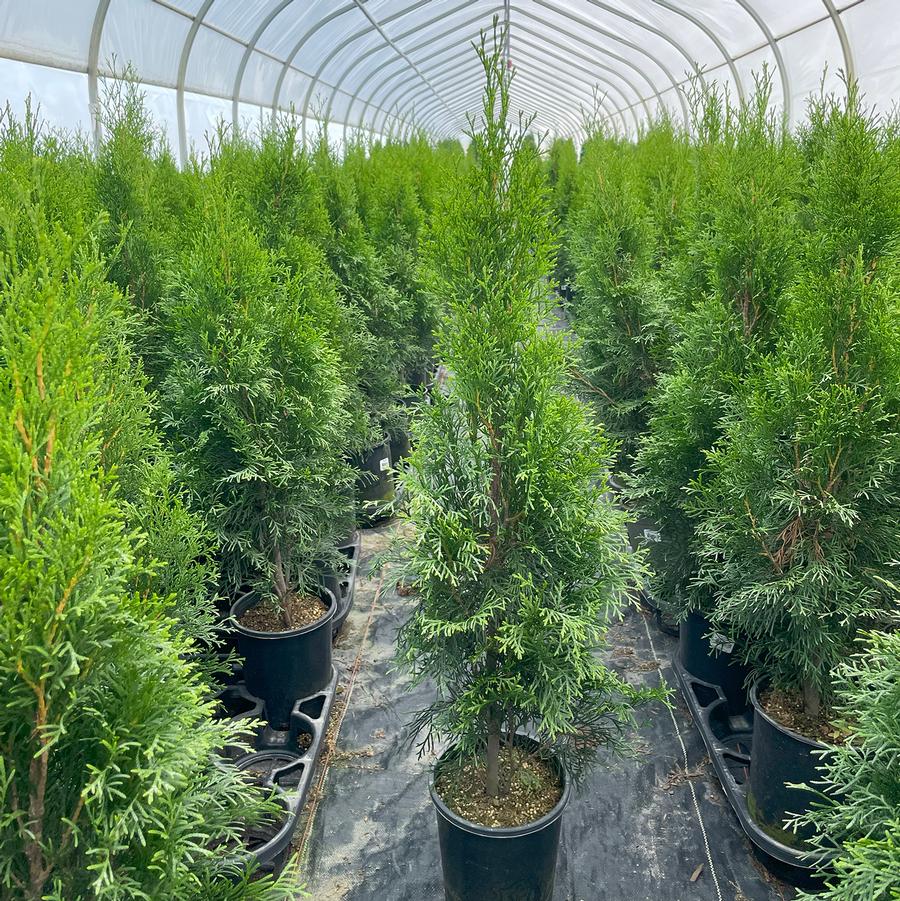 Thuja occidentalis Emerald