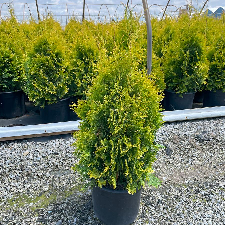 Thuja occidentalis Yellow Ribbon