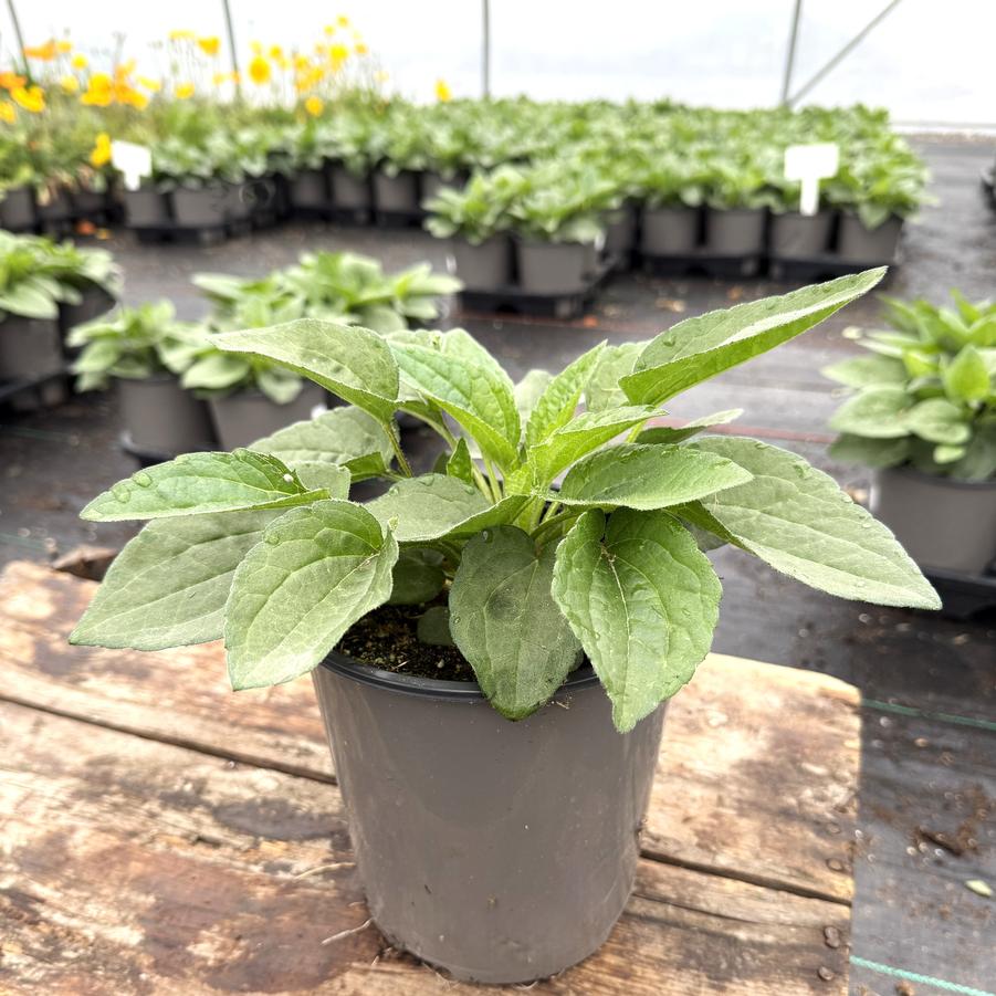 Rudbeckia fulgida Goldsturm