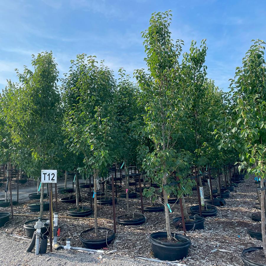 Pyrus calleryana Chanticleer®
