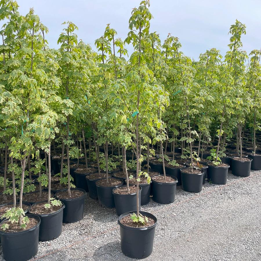 Acer platanoides Drummondii