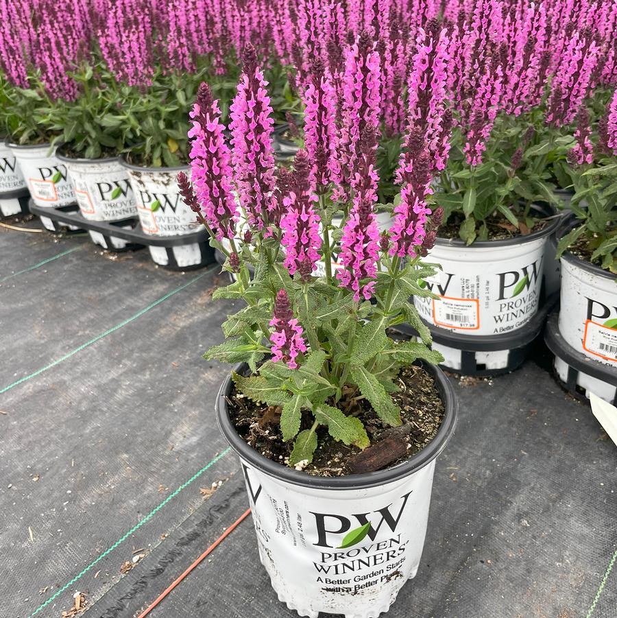 Salvia nemorosa Pink Profusion