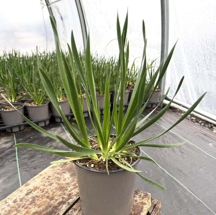 Allium Millenium