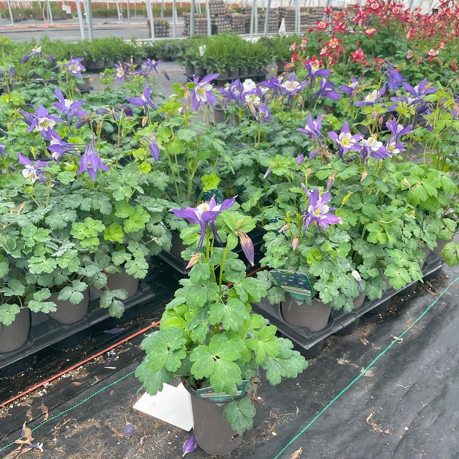 Aquilegia caerulea Kirigami™ Deep Blue and White
