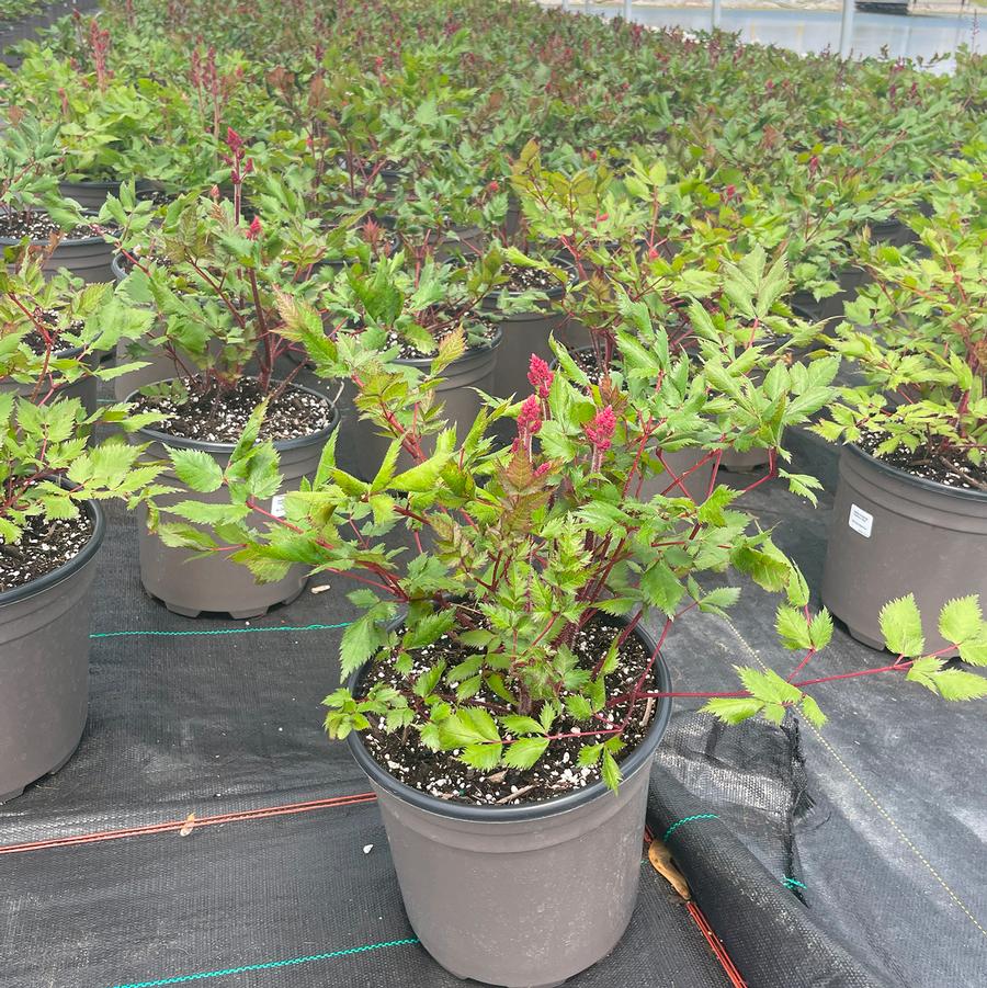 Astilbe chinensis Vision in Red