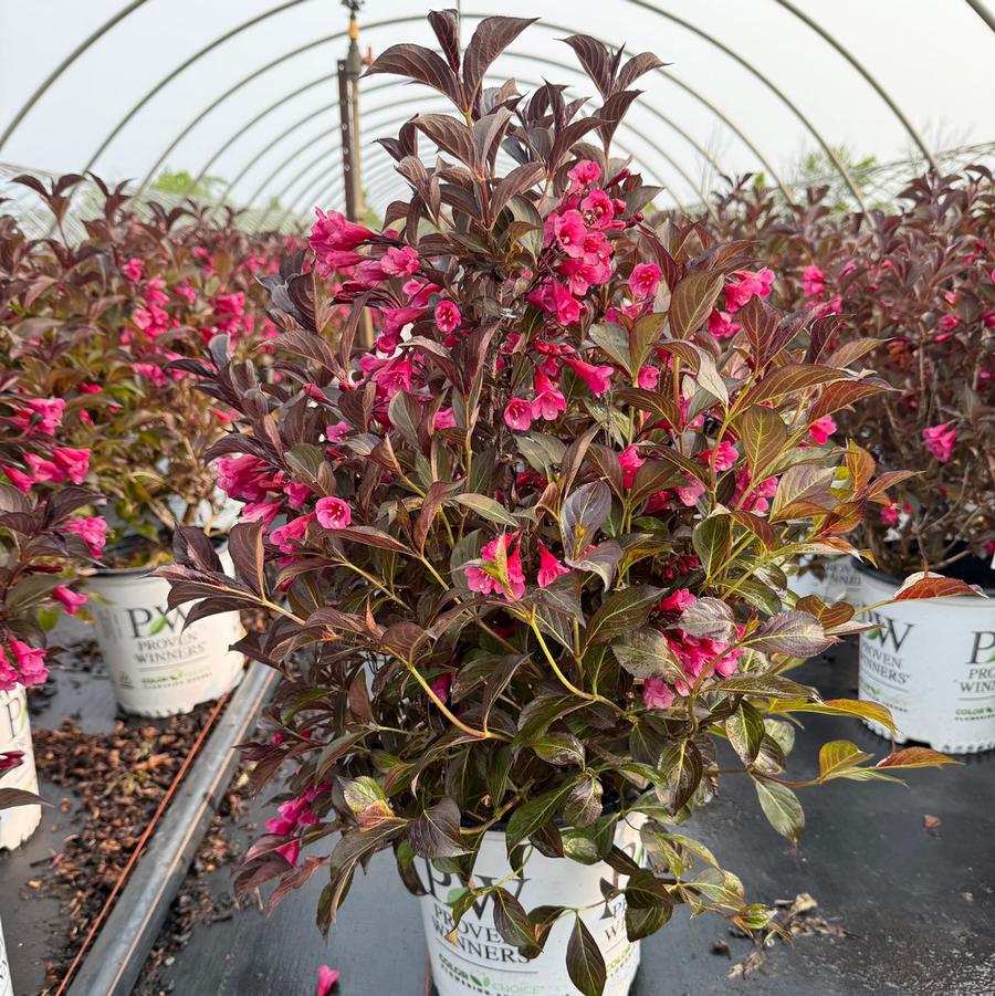 Weigela florida Wine & Roses®