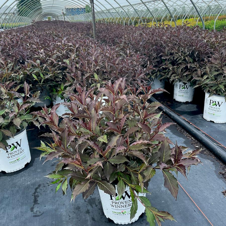 Weigela florida Spilled Wine®