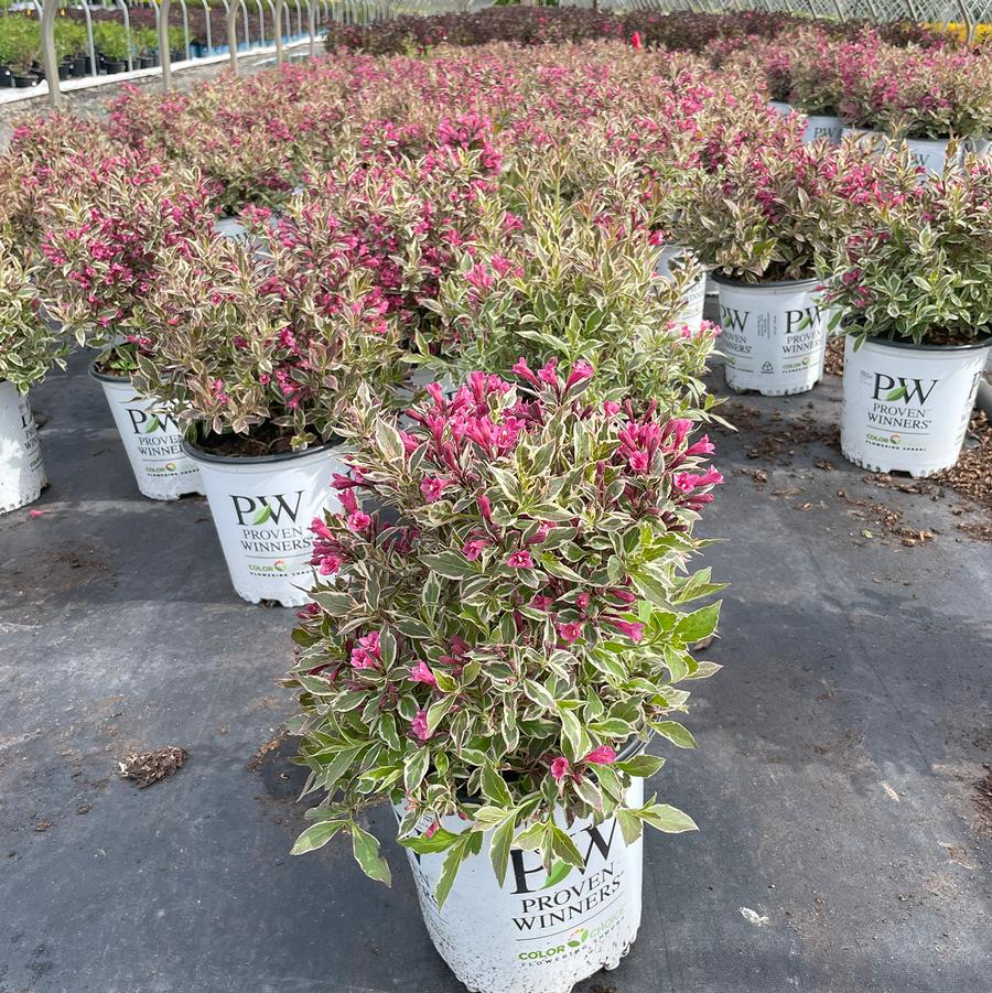 Weigela florida My Monet Purple Effect®