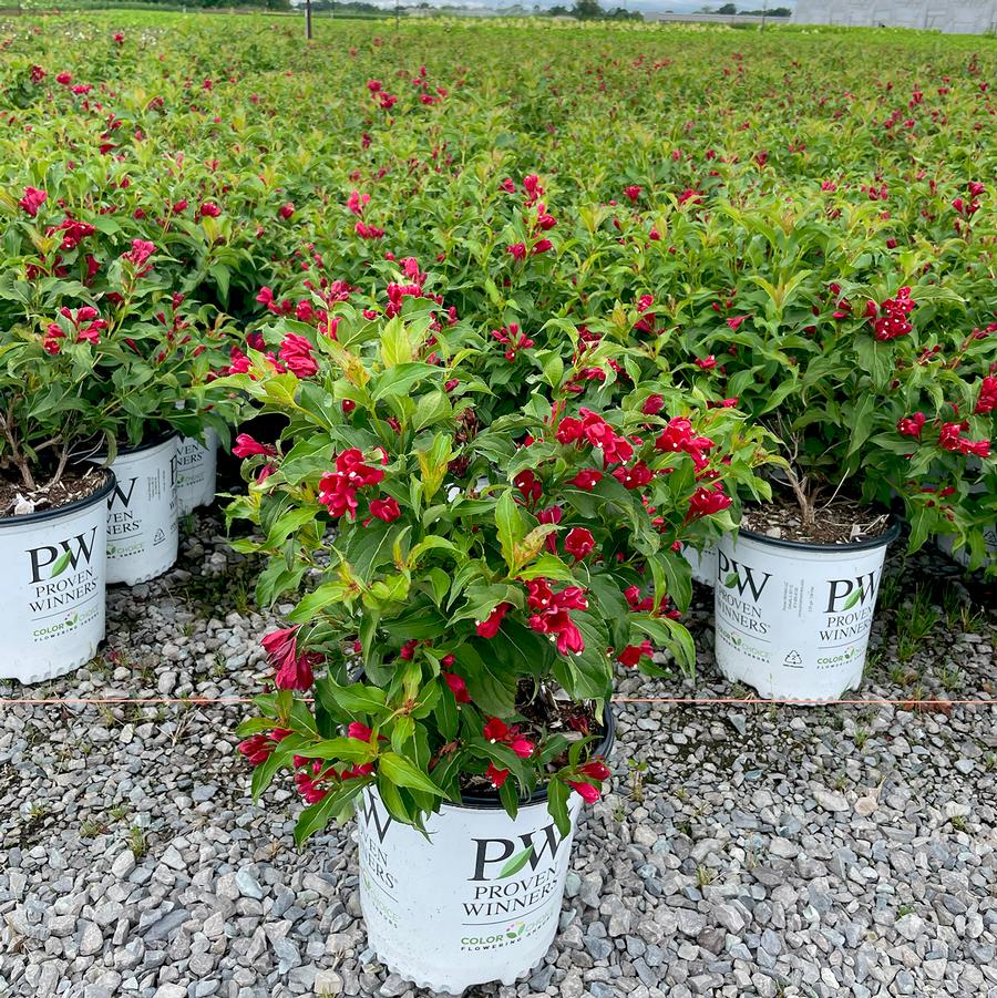 Weigela florida Sonic Bloom® Red