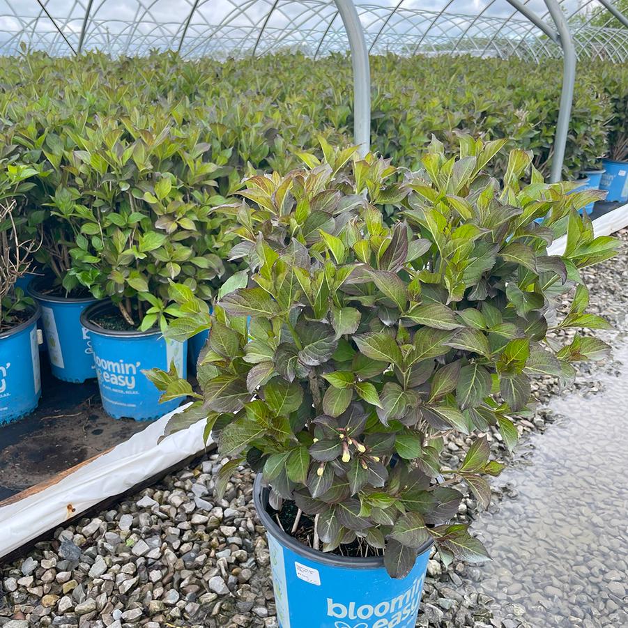 Weigela Date Night™ Tuxedo