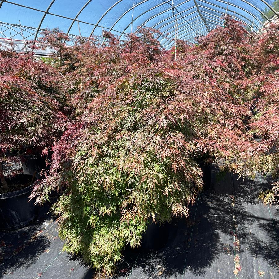 Acer palmatum var. dissectum Orangeola