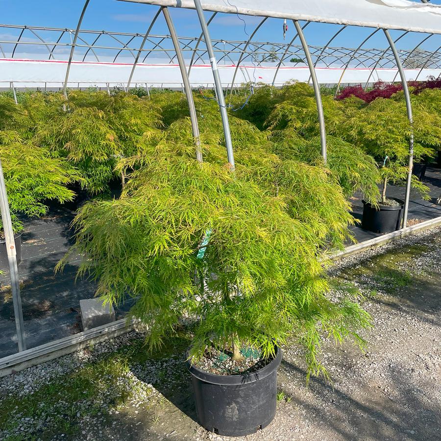 Acer palmatum var. dissectum Viridis