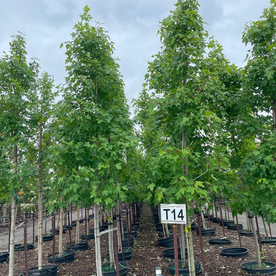 Acer x freemanii Autumn Blaze®