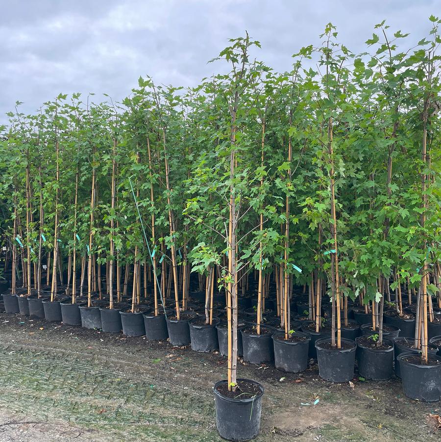 Acer x freemanii Autumn Blaze®