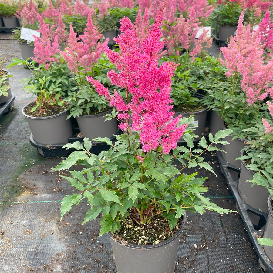 Astilbe japonica Younique™ Lilac
