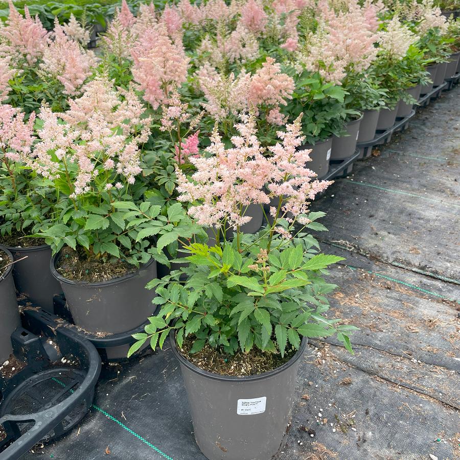 Astilbe japonica Younique™ Silvery Pink