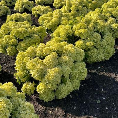 Hydrangea paniculata Bubble Bath