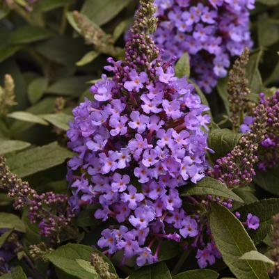 Buddleia davidii Steel Blue