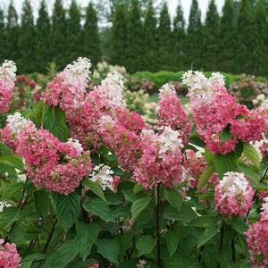 Hydrangea paniculata Pinky Winky Prime®
