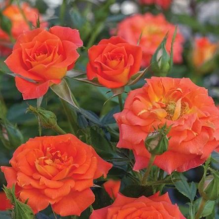 Rosa Sunblaze® Mandarin