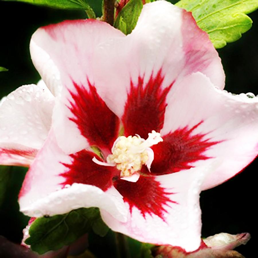 Hibiscus syriacus Hamabo