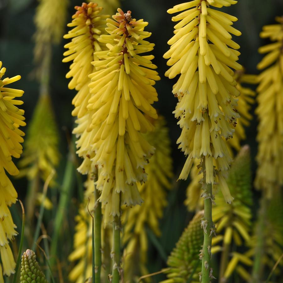 Kniphofia uvaria Glowstick
