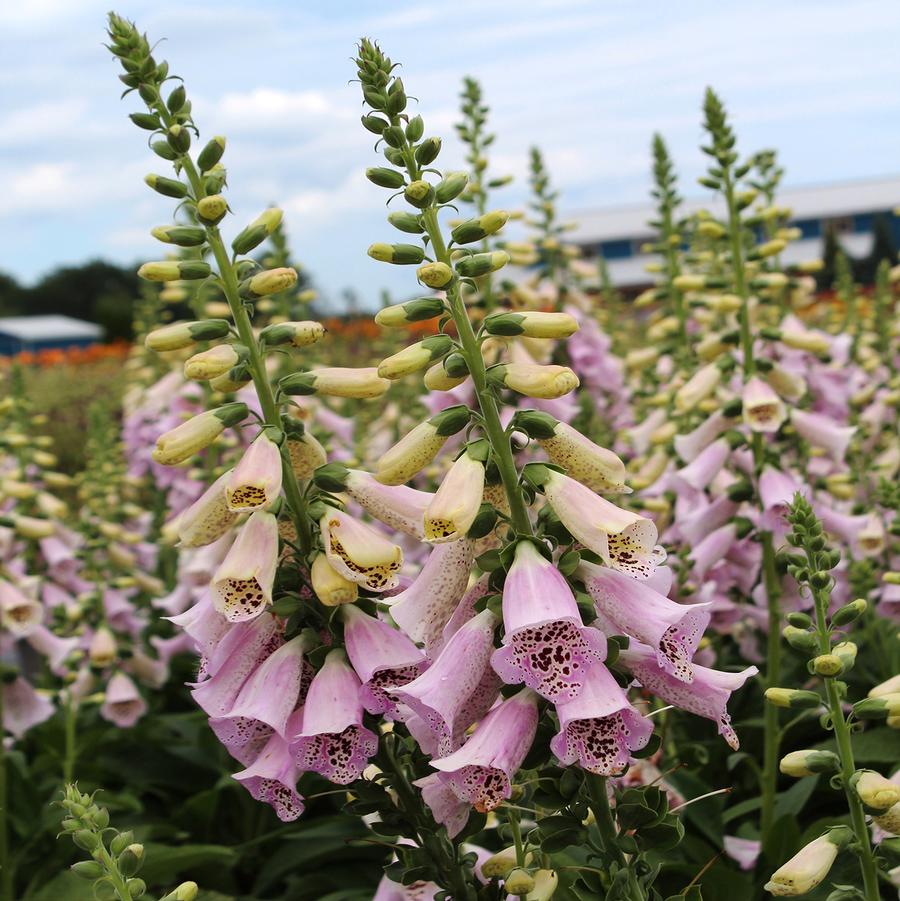 Digitalis purpurea Camelot Lavender
