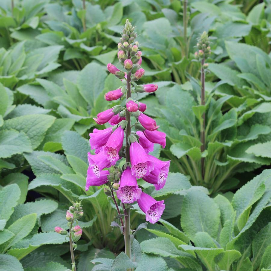 Digitalis purpurea Dalmation Purple