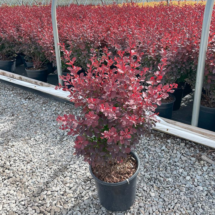 Berberis thunbergii Ruby Carousel®