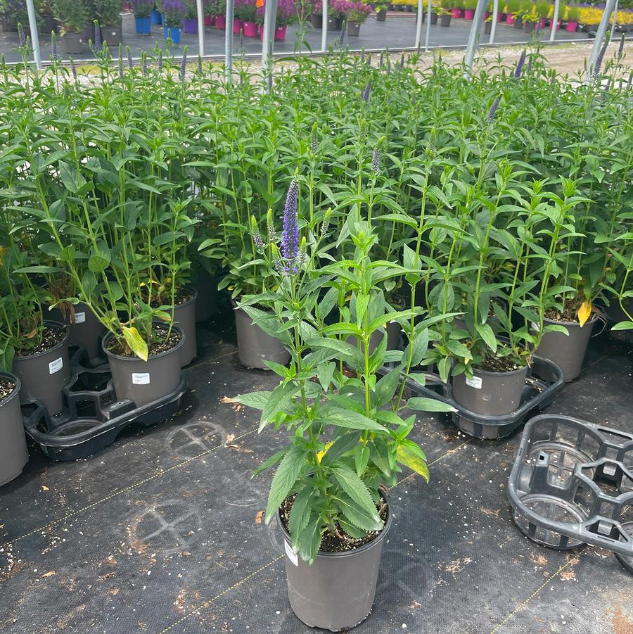 Veronica longifolia First Glory