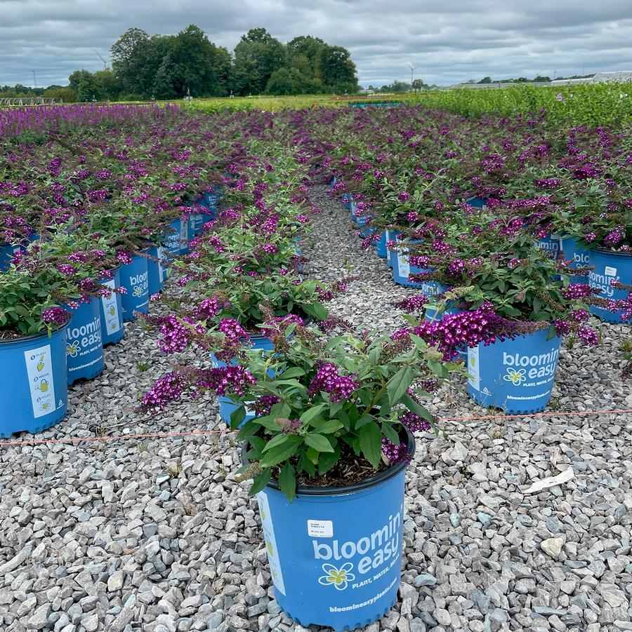 Buddleia Blueberry Pie™