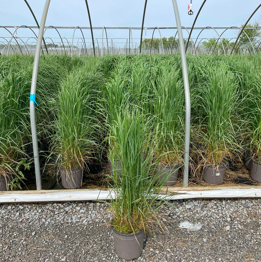 Calamagrostis acutiflora Karl Foerster