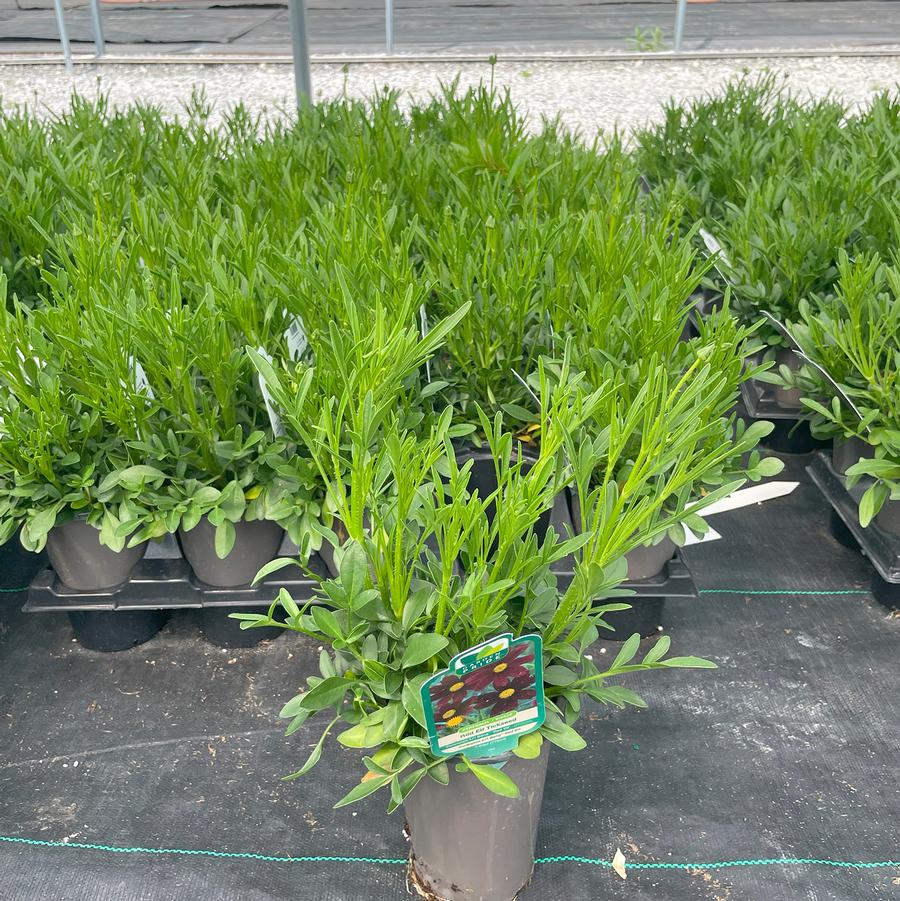 Coreopsis L'il Bang™ Red Elf