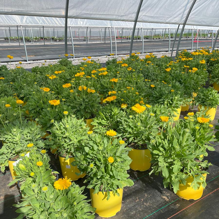 Gaillardia x grandiflora Mesa™ Yellow