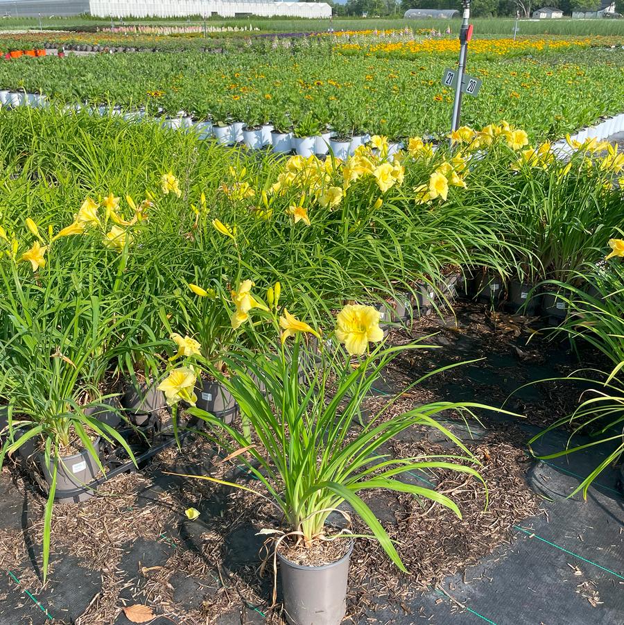 Hemerocallis Happy Returns
