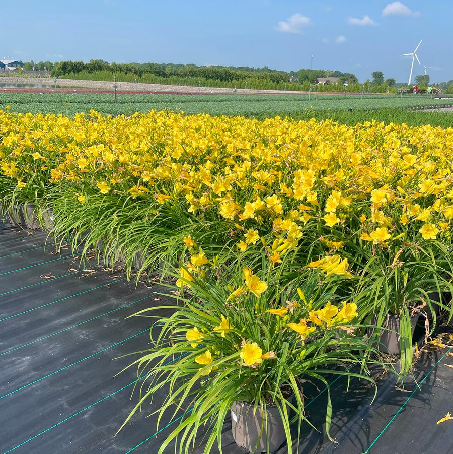 Hemerocallis Happy Returns