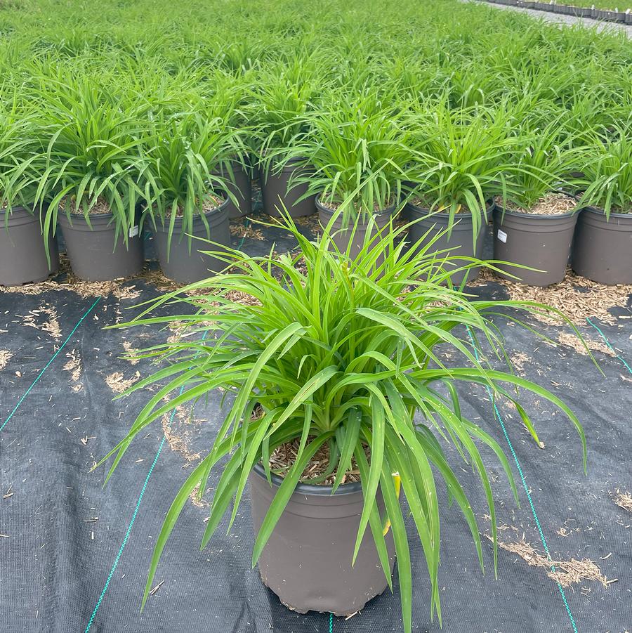 Hemerocallis Stella d' Oro