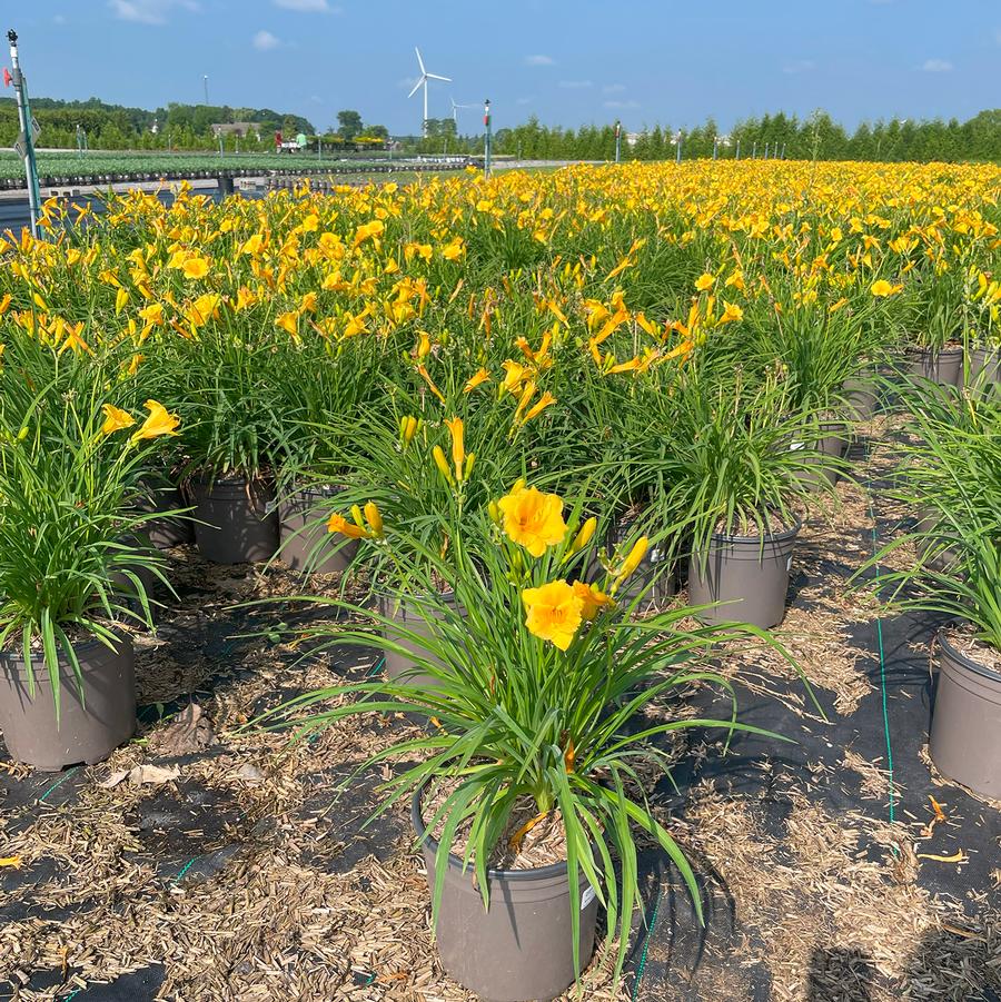 Hemerocallis Stella d' Oro