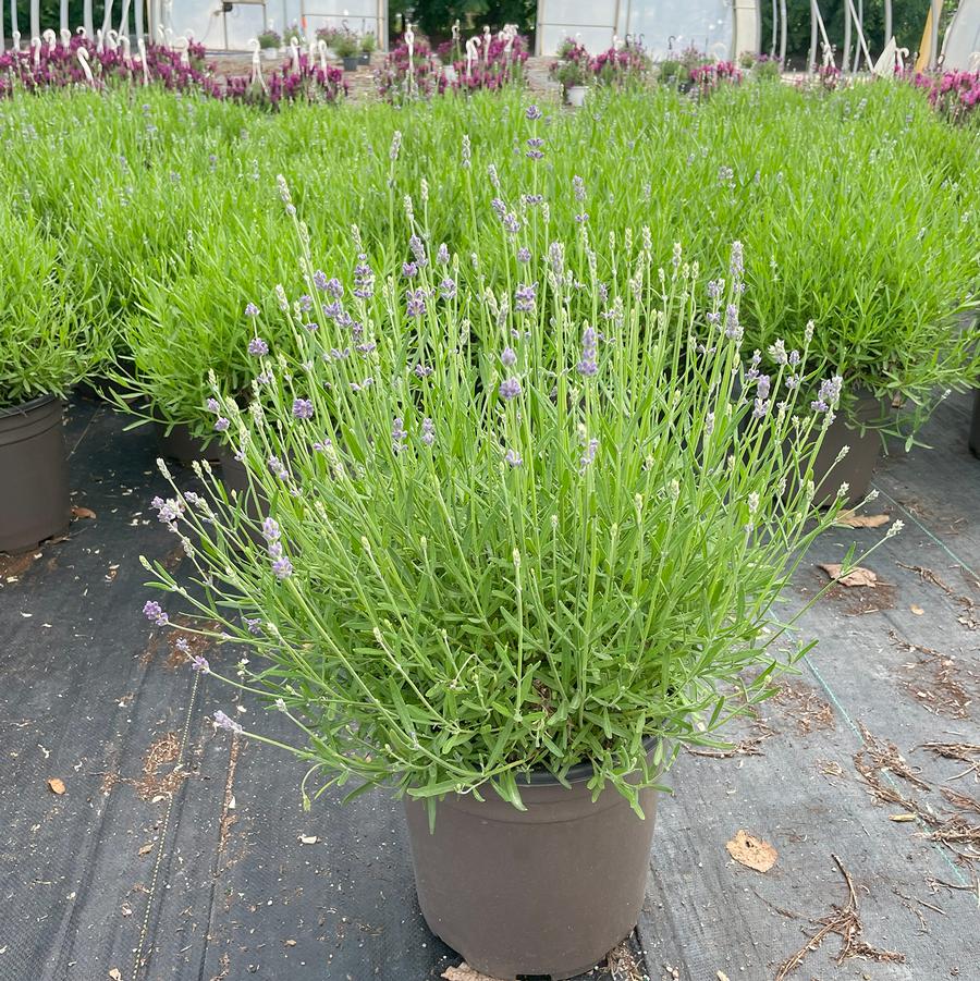 Lavandula angustifolia Munstead