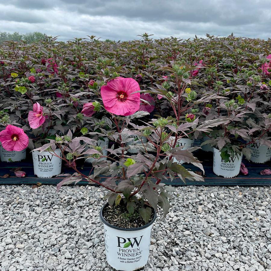 Hibiscus Summerific® Berry Awesome