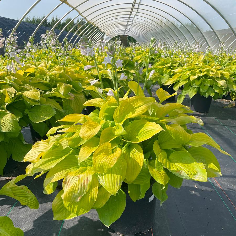 Hosta August Moon