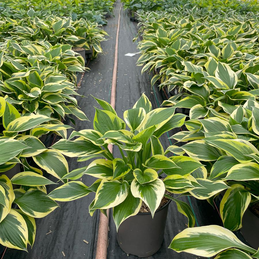 Hosta Twilight