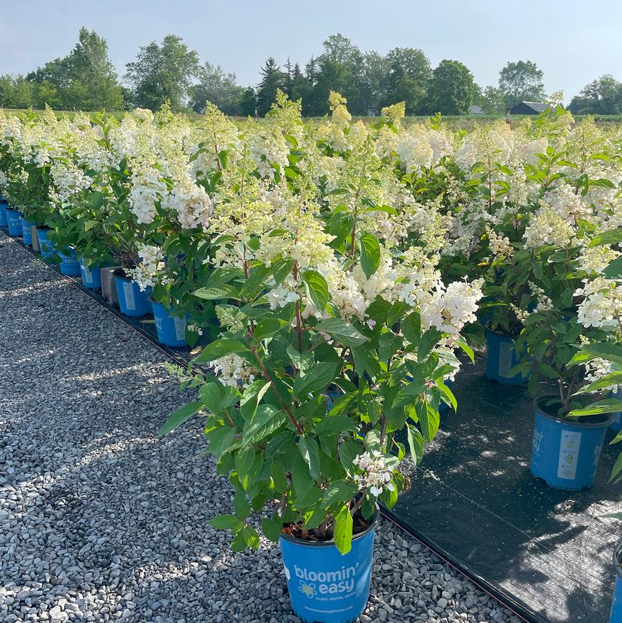 Hydrangea paniculata Candelabra™