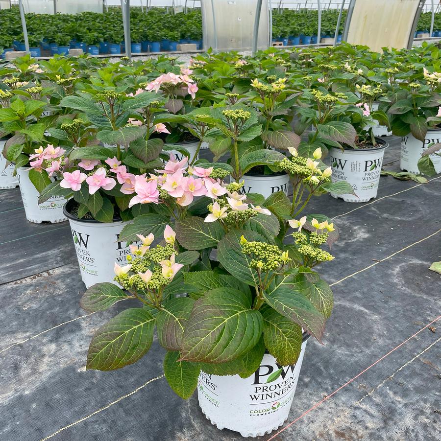 Hydrangea serrata Tuff Stuff Ah-Ha®