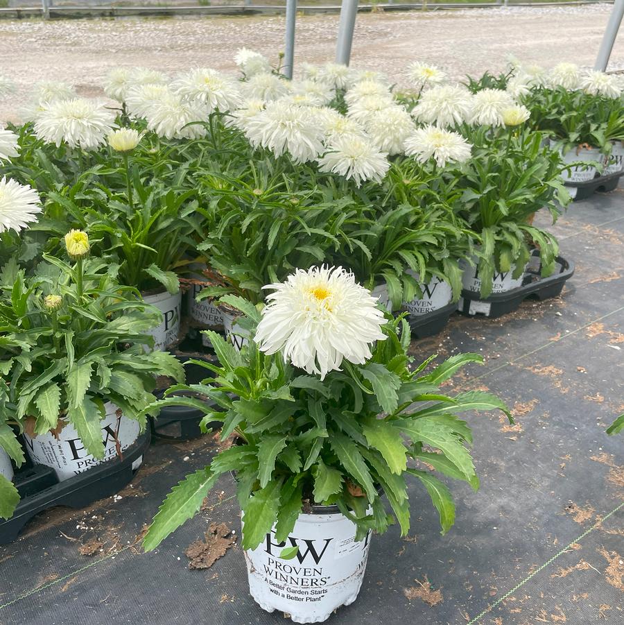 Leucanthemum x superbum Amazing Daisies® Marshmallow
