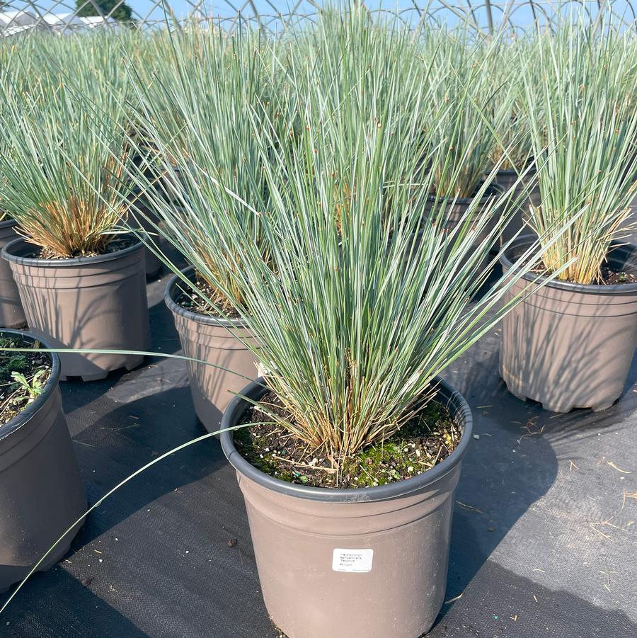 Helictotrichon sempervirens Sapphire