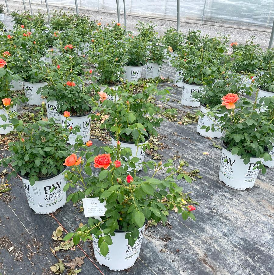 Rosa At Last®